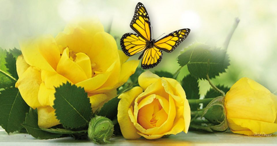 Mellow Mom Adventures